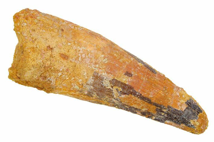 Fossil Spinosaurus Tooth - MASSIVE Dinosaur Tooth #259680